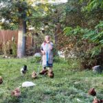 Bien utiliser une épuisette à poules en élevage