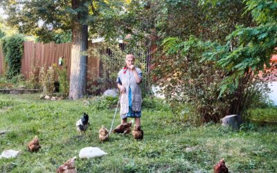 Bien utiliser une épuisette à poules en élevage