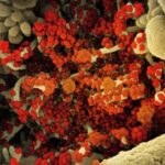 Microbiote intestinal