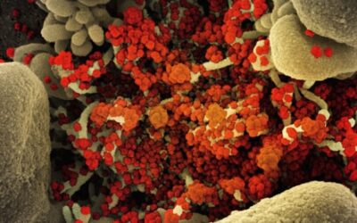 Microbiote intestinal